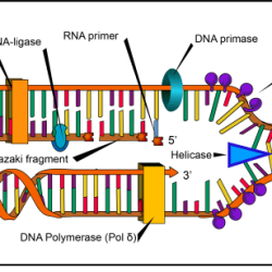 The diagram depicts dna that is undergoing replication