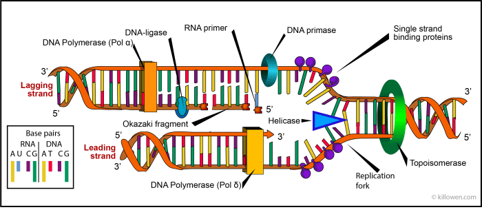 The diagram depicts dna that is undergoing replication