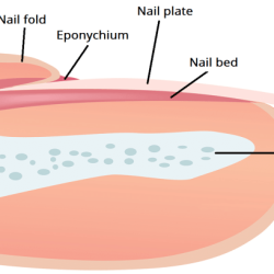 Nail structure manicure basic fingernail well