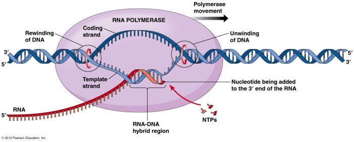 Which of the following statements about eukaryotic transcription is false